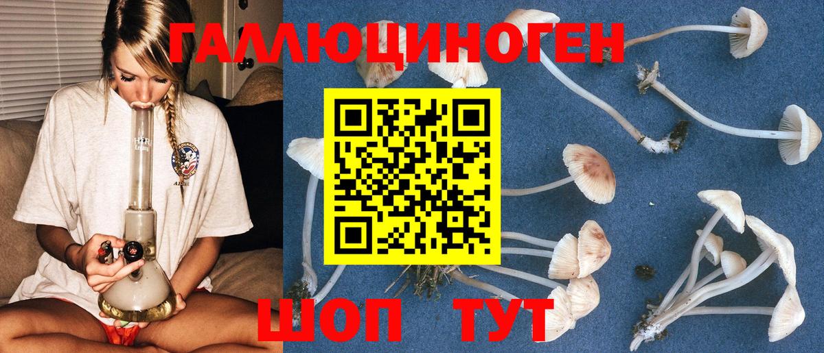 Галлюциногенные грибы Psilocybine cubensis Фурманов